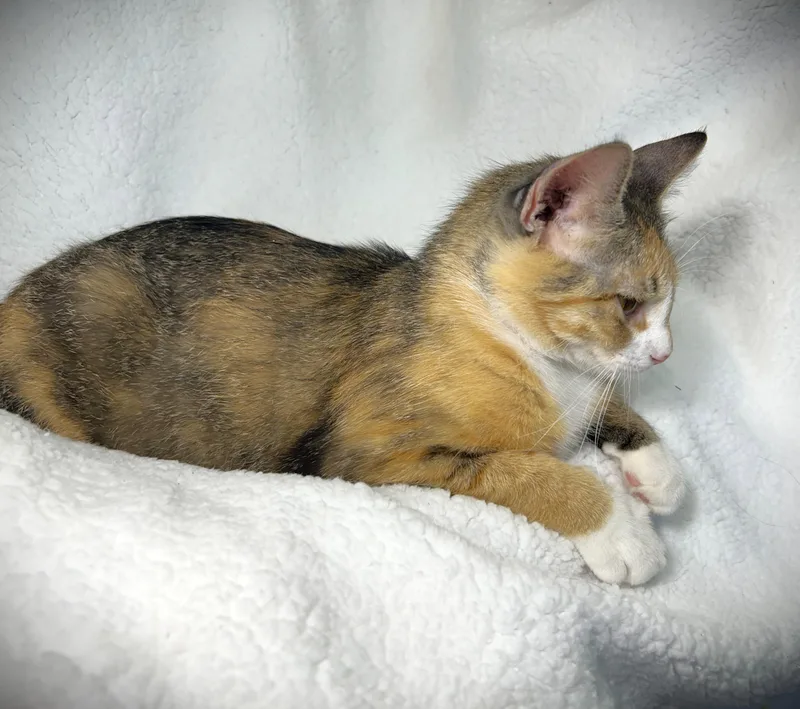 Lucy Aka Lucy Lou thumbnail 4