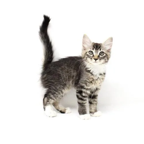 Catamount