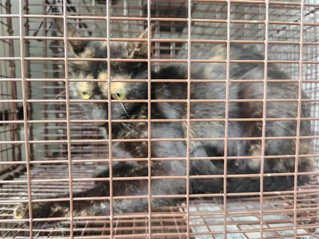 A young medium-sized female Domestic Short Hair cat named A for adoption in Houston, TX