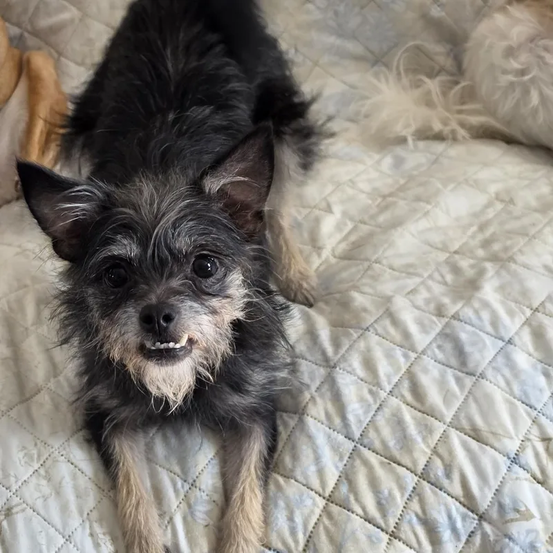A young small-sized female Terrier dog named Chloe for adoption in Hermiston, OR