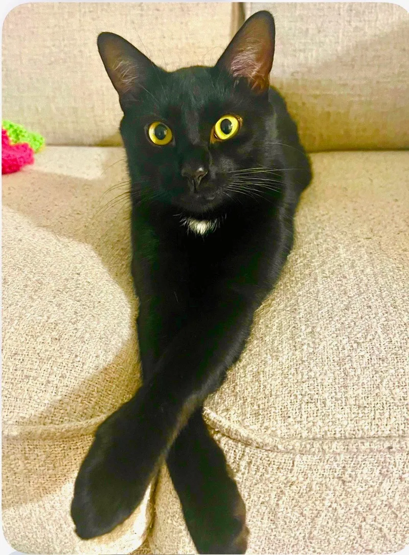 A young medium-sized male Black & White / Tuxedo Domestic Short Hair cat named Toblerone for adoption in Broomall, PA