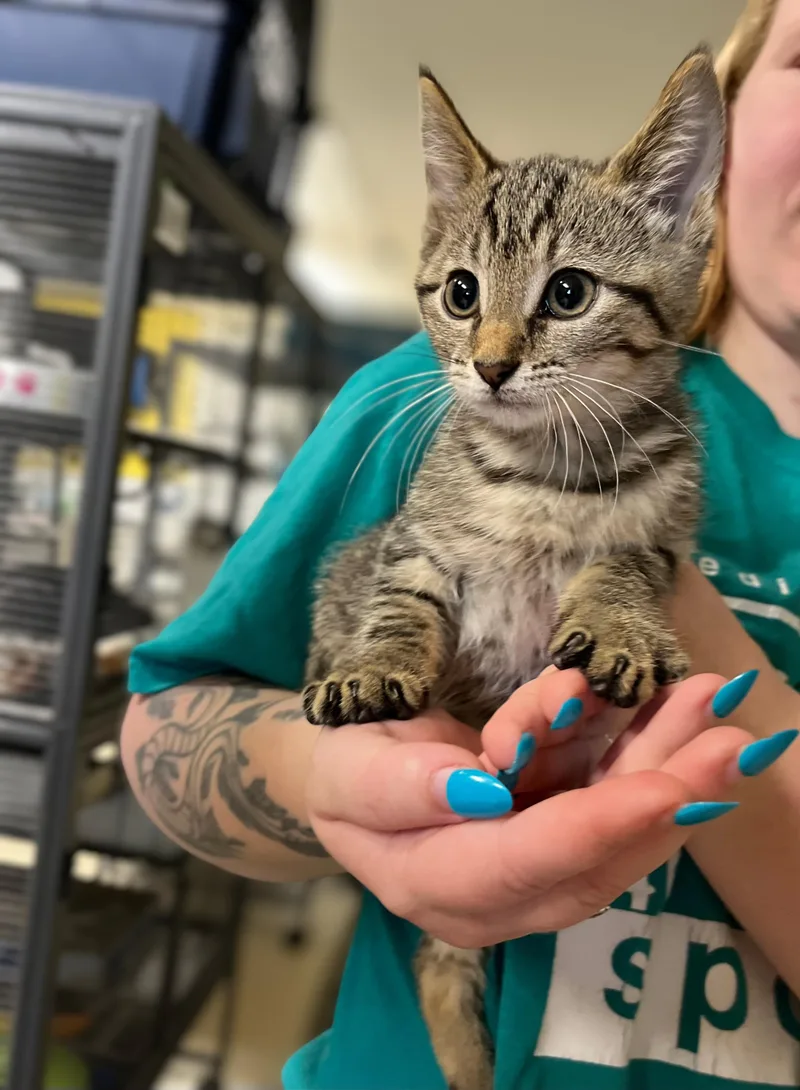 A baby medium-sized female Tabby (Brown / Chocolate) Domestic Short Hair cat named Bagel for adoption in Seville, OH