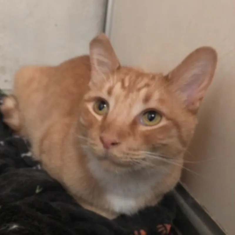 A young small-sized male Orange / Red Domestic Short Hair cat named Norman for adoption in Long Beach, CA