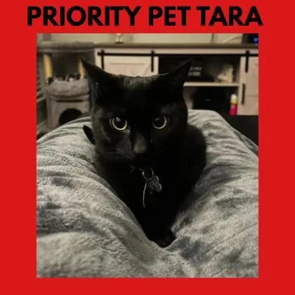 Tara  `a Priority