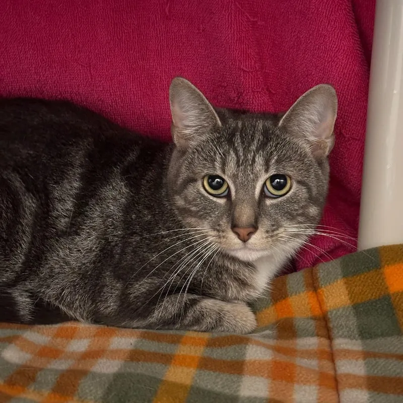 An adult medium-sized female Gray / Blue / Silver Domestic Short Hair cat named Cloud for adoption in Springfield, MA