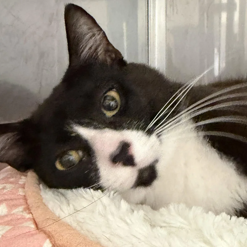 A young medium-sized male Black Domestic Short Hair cat named Leo for adoption in Oakland, CA