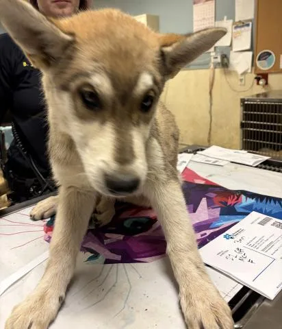 A baby small-sized female German Shepherd Dog dog named Snickerdoodle for adoption in Riverside, CA
