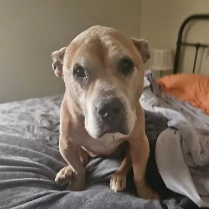 A senior large-sized female Yellow / Tan / Blond / Fawn Pit Bull Terrier dog named Skye for adoption in Atlanta, GA