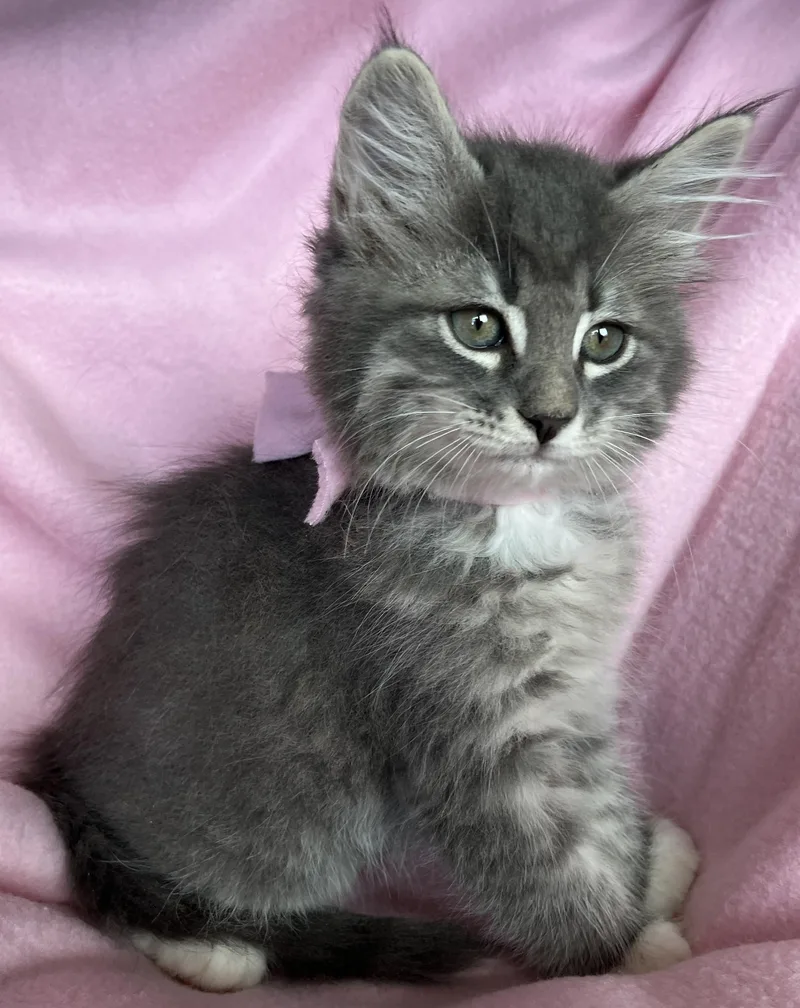 A baby medium-sized female Maine Coon cat named Ohana for adoption in Hood RIver, OR