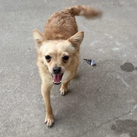 An adult small-sized female Chihuahua dog named Nellie for adoption in Tulsa, OK