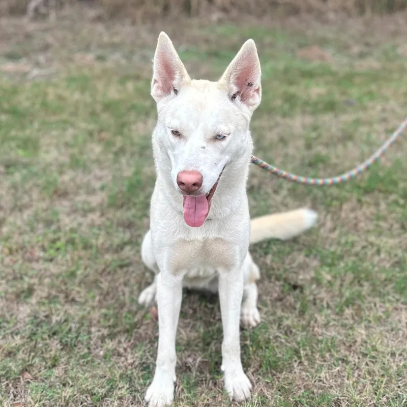 A young medium-sized female White / Cream Husky dog named Sassy Girl for adoption in Houston, TX