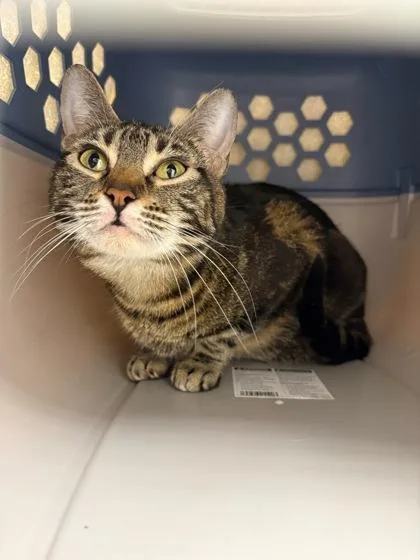 An adult medium-sized female Brown / Chocolate Domestic Short Hair cat named Juicebox Baby for adoption in Kansas City, MO