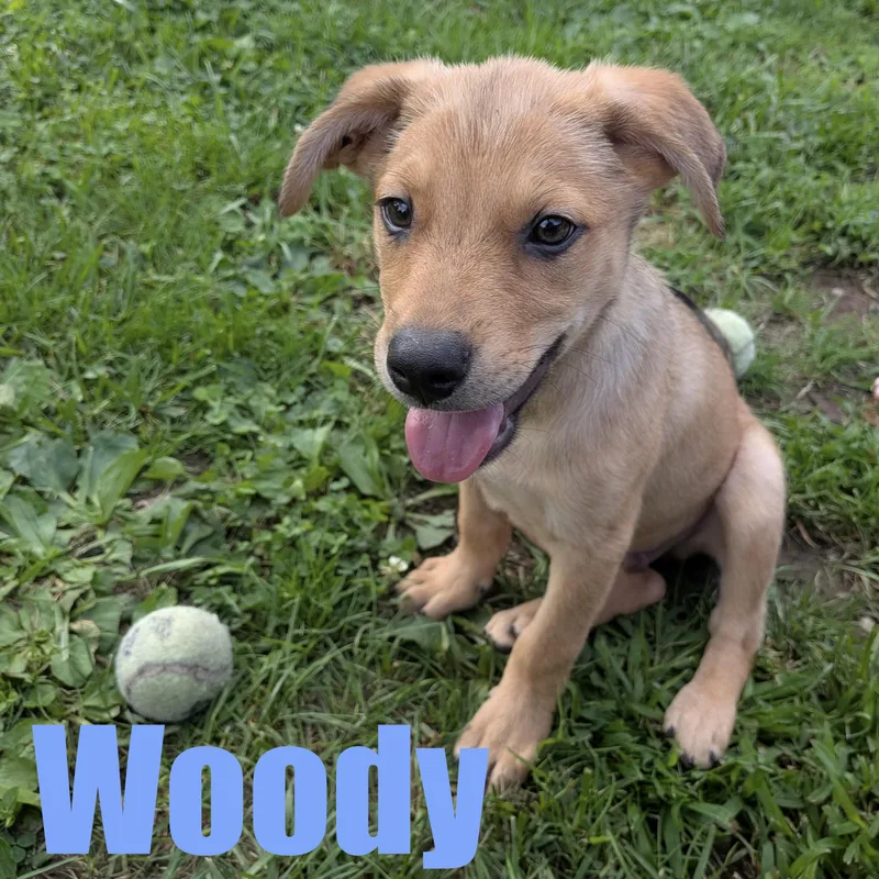Woody thumbnail 3
