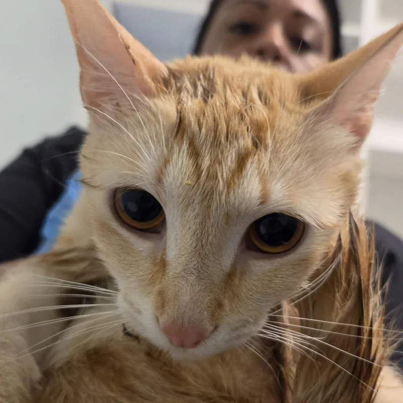An adult medium-sized female Orange / Red Domestic Short Hair cat named Tiger Lily for adoption in Leander, TX