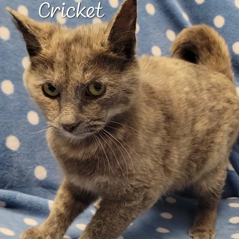 An adult medium-sized female Tortoiseshell Domestic Short Hair cat named Cricket for adoption in Parkersburg, WV