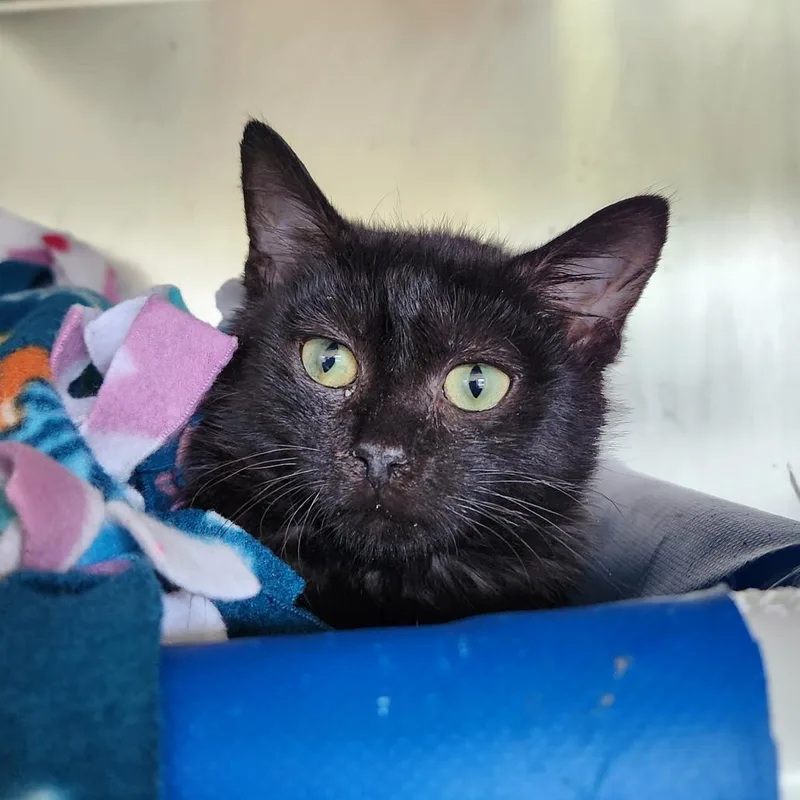 A baby small-sized male Black Domestic Short Hair cat named Frenchie for adoption in Delaware, OH