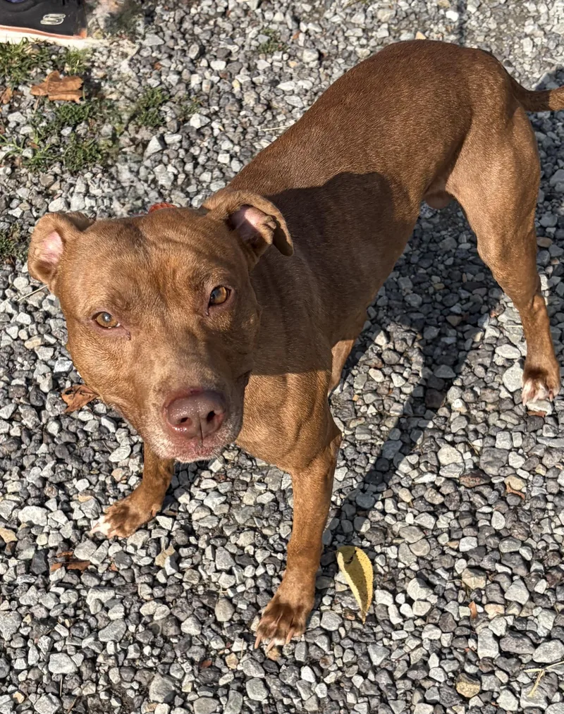 A young medium-sized male Red / Chestnut / Orange Mixed Breed dog named Zander for adoption in McKeesport, PA
