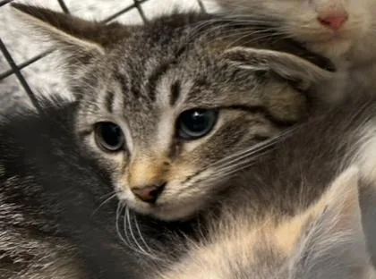 A baby small-sized female Domestic Short Hair cat named Socks for adoption in Knoxville, TN