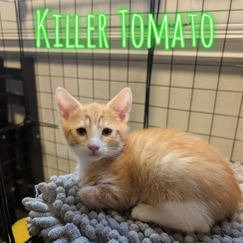 A baby small-sized male Orange / Red Domestic Short Hair cat named Killer Tomato for adoption in Westminster, CA