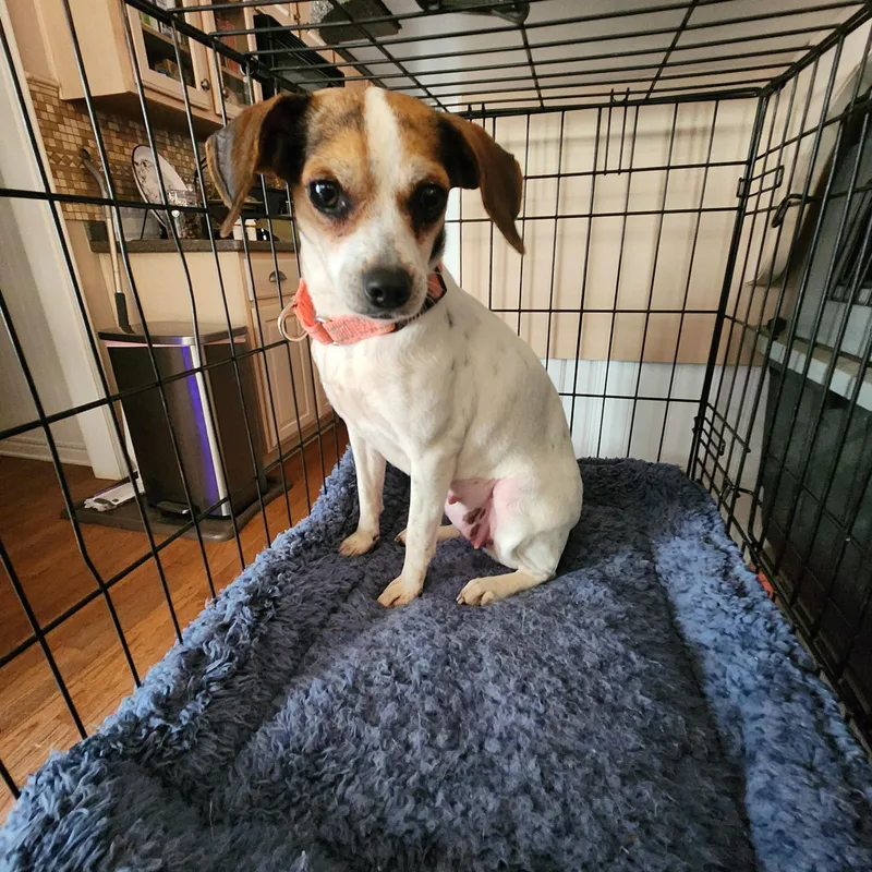 An adult small-sized female Tricolor (Brown, Black, & White) Beagle dog named Jazmine for adoption in Troutman, NC