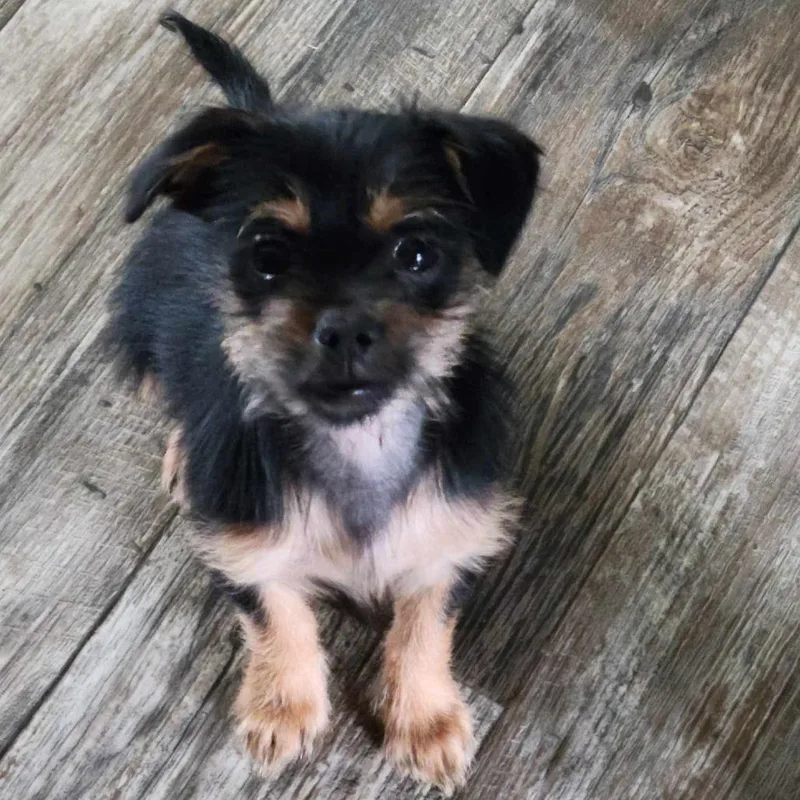 A baby small-sized female Black Yorkshire Terrier dog named Espresso COMING SOON for adoption in Loves Park, IL