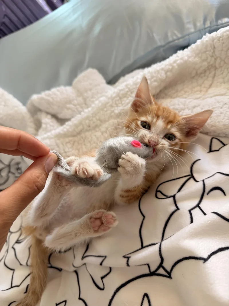 A baby small-sized male Domestic Short Hair cat named Max for adoption in Honolulu, HI