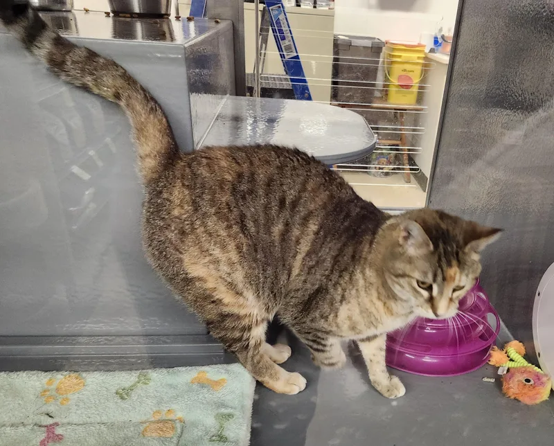 An adult medium-sized female Buff / Tan / Fawn Tabby cat named "jasmine" for adoption in North East, MD