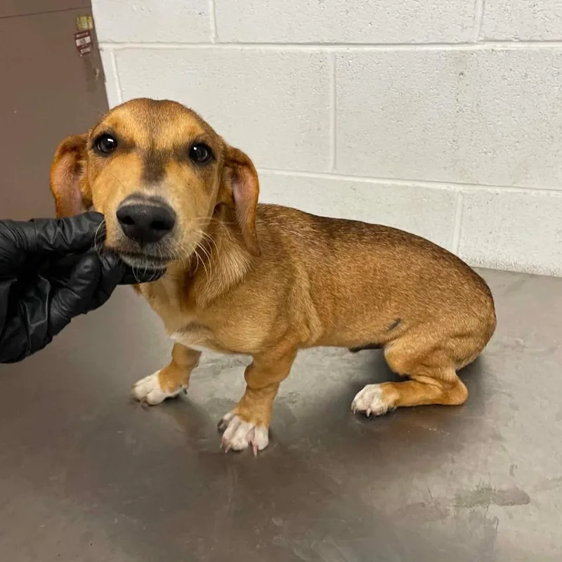 A young small-sized male Yellow / Tan / Blond / Fawn Dachshund dog named Oscar Mayer C for adoption in Allen, TX