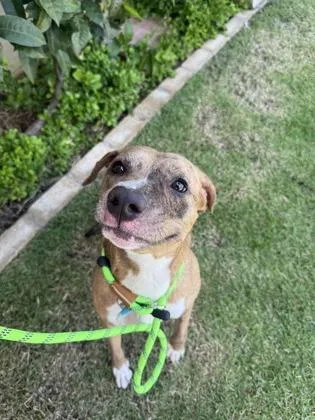 An adult medium-sized female Terrier dog named Mandarin for adoption in Honolulu, HI
