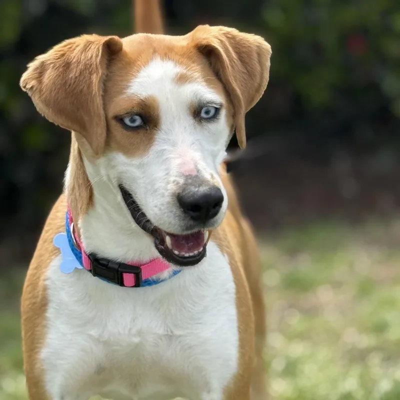 An adult medium-sized female Yellow / Tan / Blond / Fawn Hound dog named Flower for adoption in Chesapeake, VA