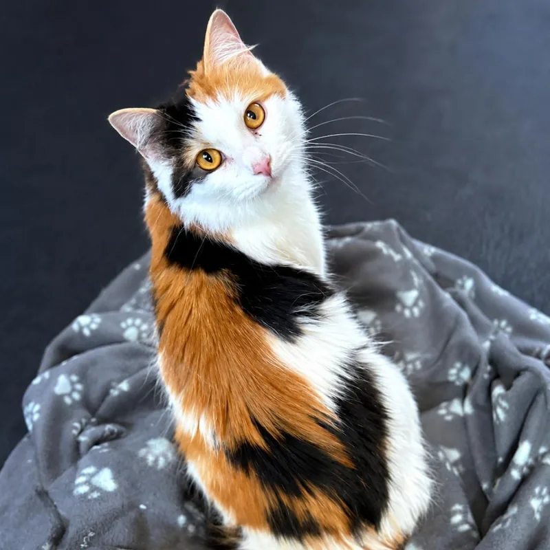 Patches