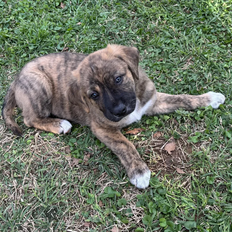 Stallone thumbnail 2