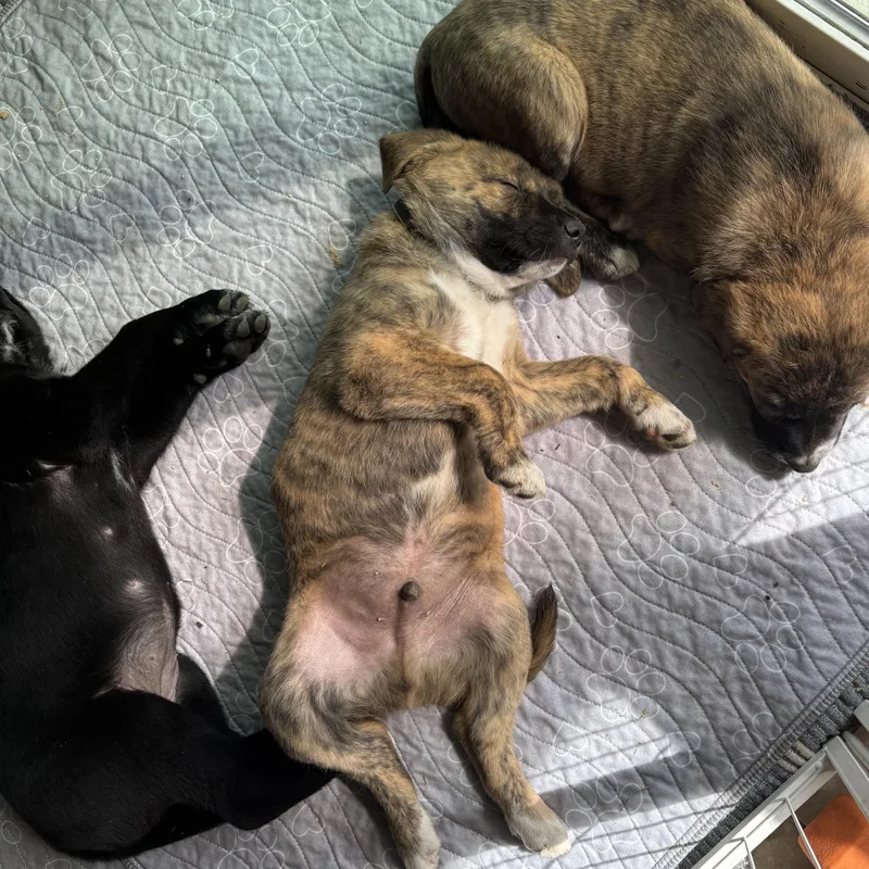 Stallone thumbnail 3