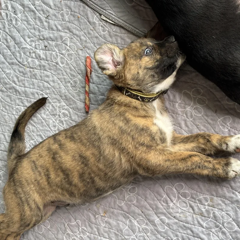 Stallone thumbnail 4