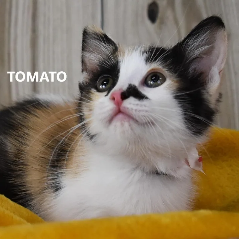 A baby small-sized female Calico Domestic Short Hair cat named Tomato for adoption in Yuma, AZ