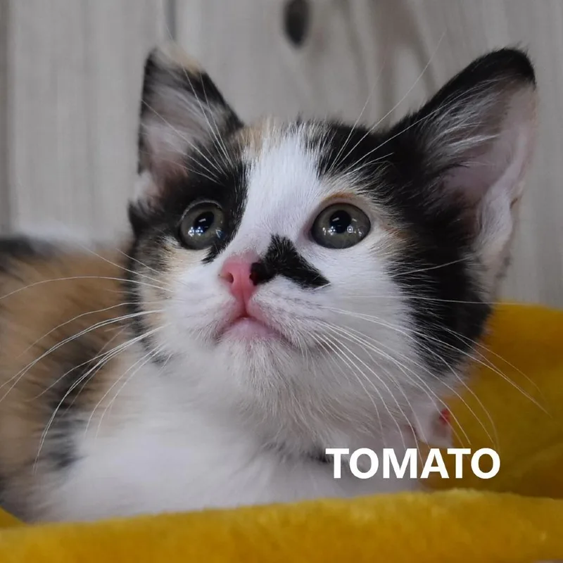 Tomato thumbnail 2