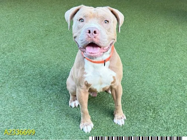 A young medium-sized male Mixed Breed dog named Puck for adoption in West Palm Beach, FL