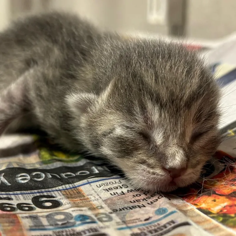 A baby small-sized female Gray / Blue / Silver Domestic Short Hair cat named Fern for adoption in Yuma, AZ