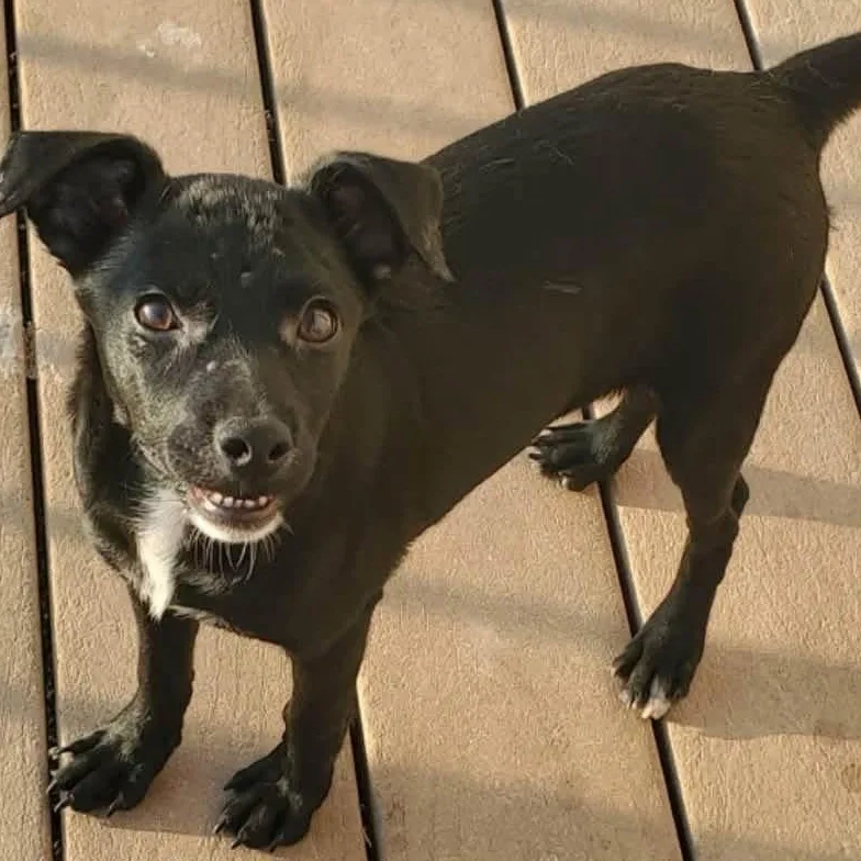 A baby medium-sized female Mixed Breed dog named Beatrice for adoption in Lexington, KY