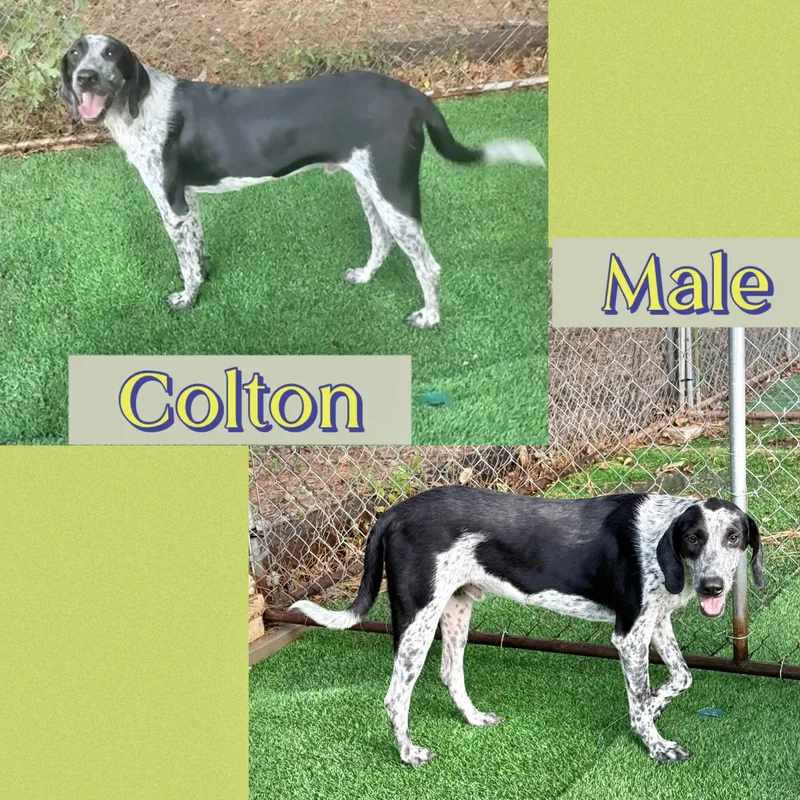 An adult medium-sized male Bluetick Coonhound dog named Colton for adoption in Manchester, CT