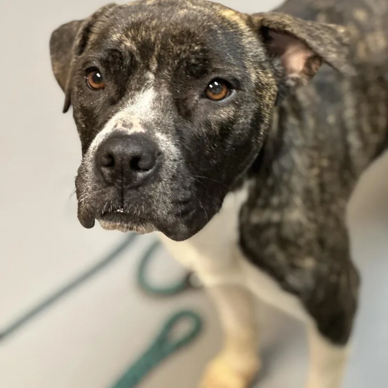 Cornelia thumbnail 3