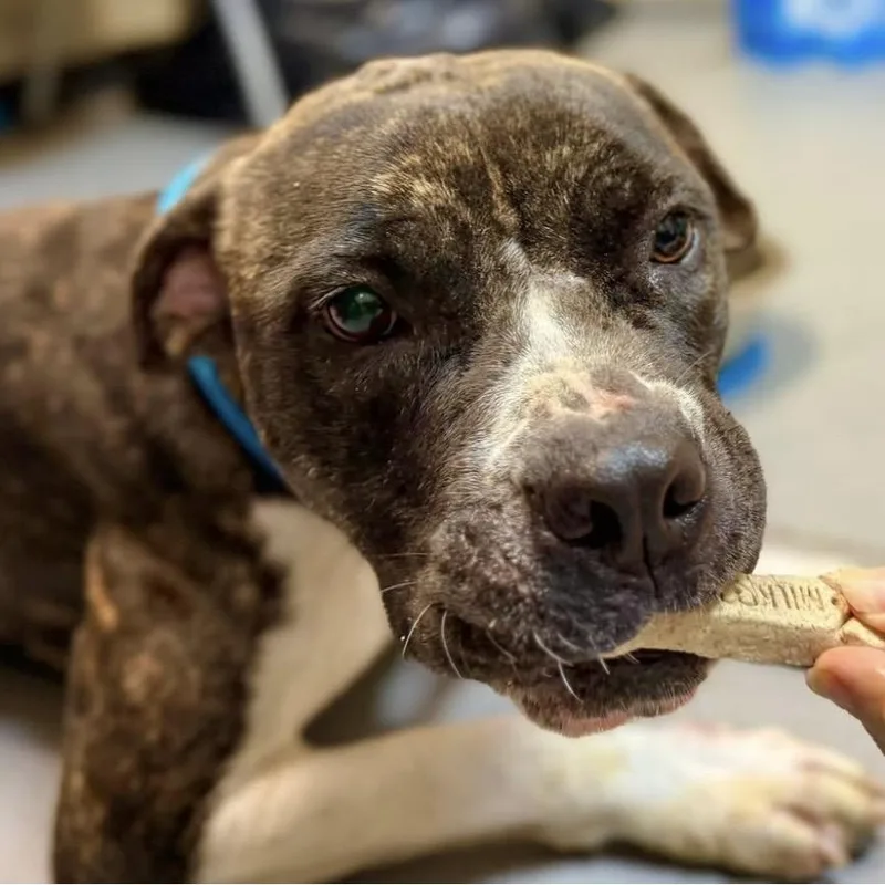 Cornelia thumbnail 4