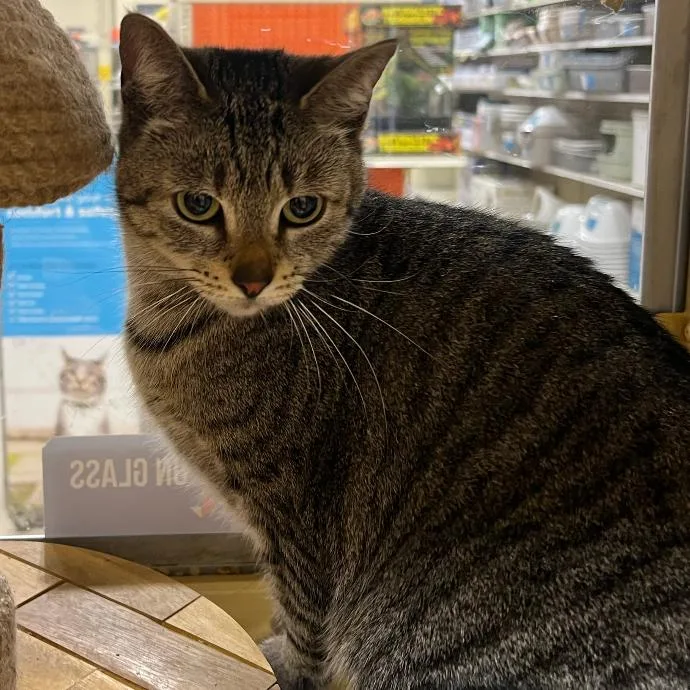 An adult small-sized female Gray / Blue / Silver Domestic Short Hair cat named Kitt for adoption in Oceanside, NY