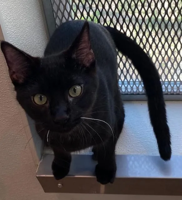 Night Crawler thumbnail 2