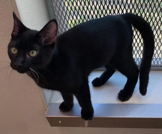 Night Crawler thumbnail 3