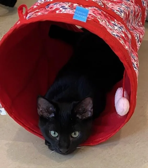 Night Crawler thumbnail 4