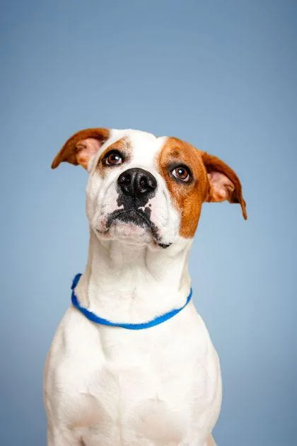 A young medium-sized male Pit Bull Terrier dog named Tito for adoption in Knoxville, TN