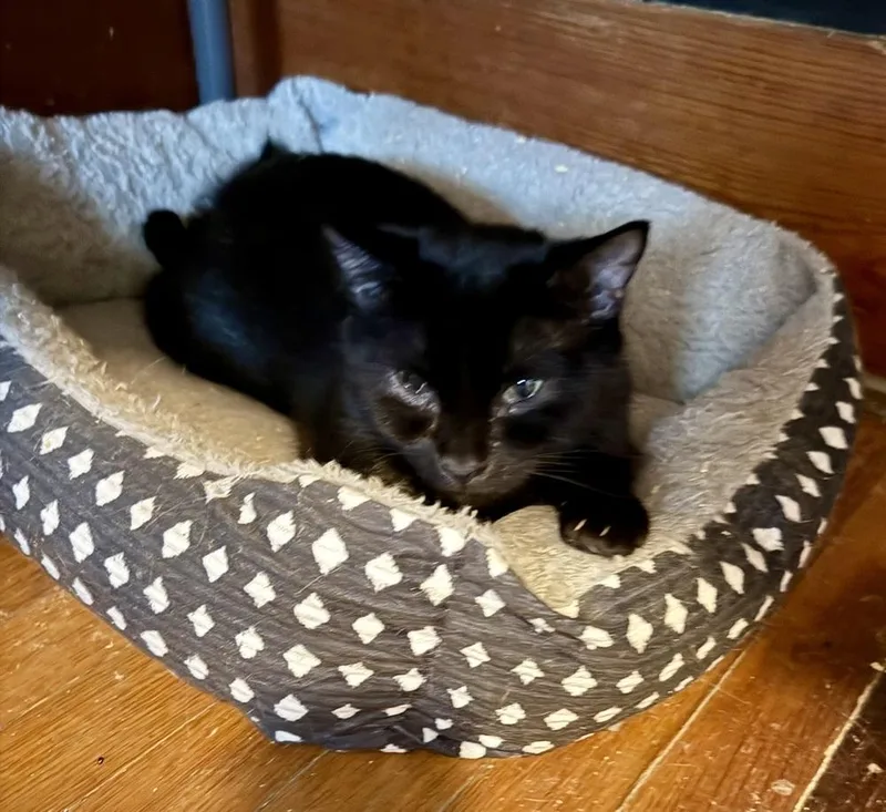A young small-sized female Black Domestic Short Hair cat named Spooky for adoption in Emporia, KS