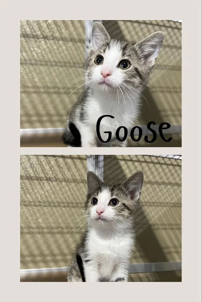 Goose thumbnail 3