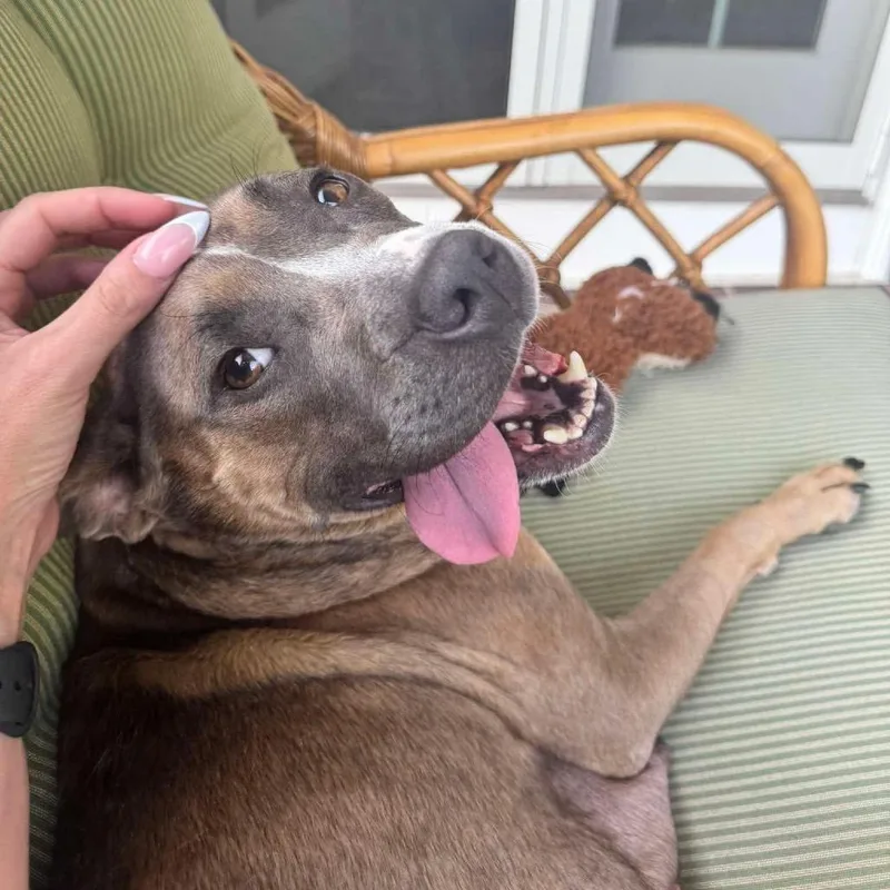 An adult medium-sized female Brown / Chocolate Pit Bull Terrier dog named Maple for adoption in Griswold, CT